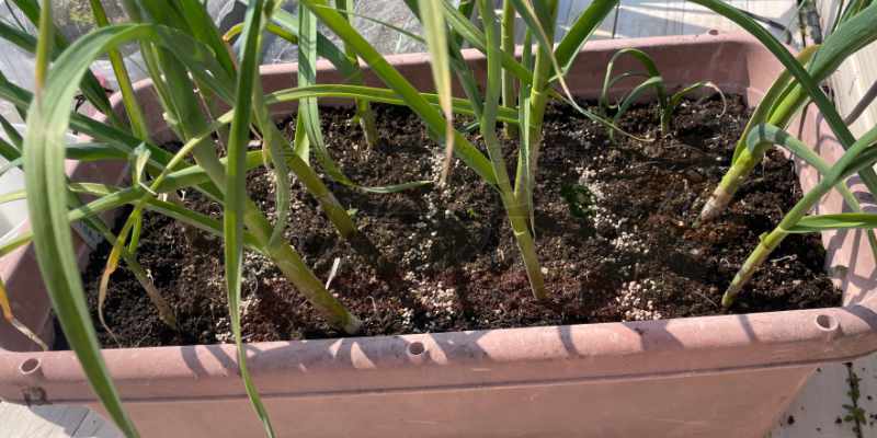 ニンニクの株元を避けて少し離したところに化成肥料を少量まいている様子