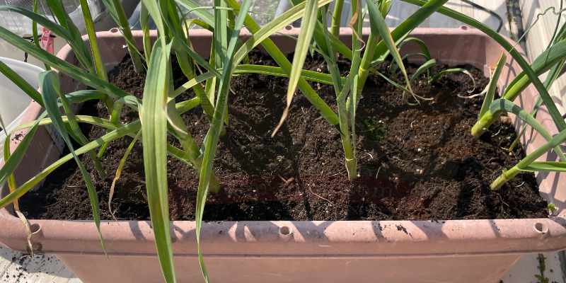 追肥後にニンニクの株元に土寄せをしている様子