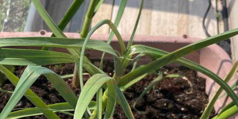 しっかりと伸びてきたニンニクの芽