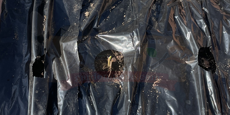 発芽しているニンニクが土から少し伸びてきている状態