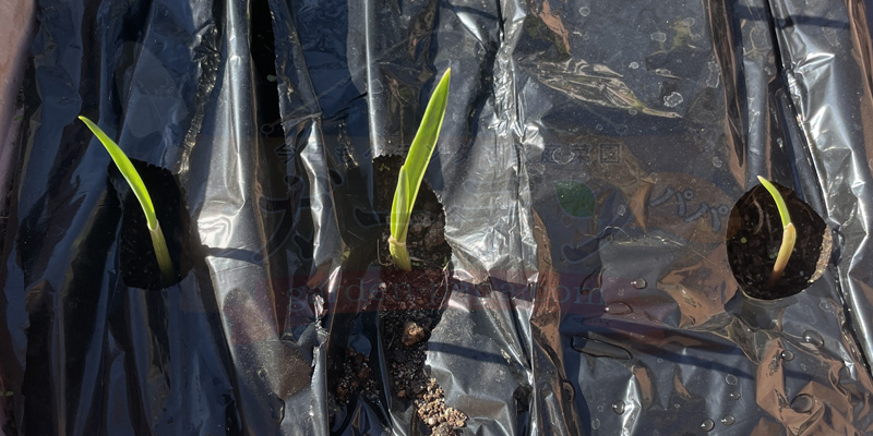 植付から１週間たったニンニクの苗