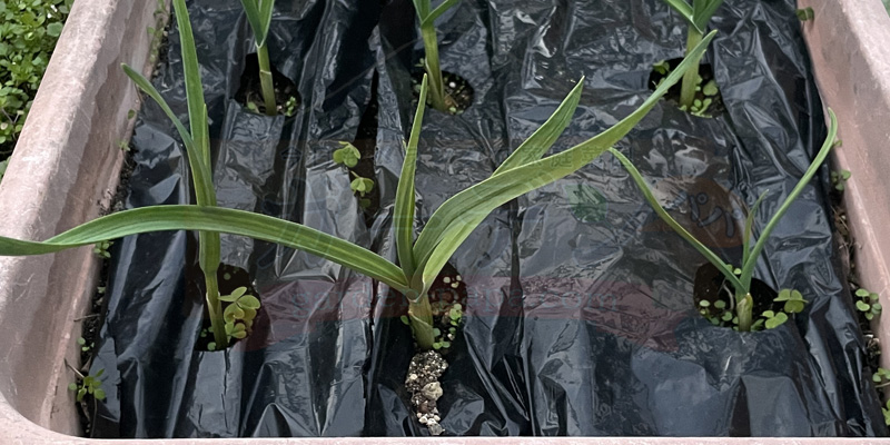 植付から約１か月後のニンニクの苗