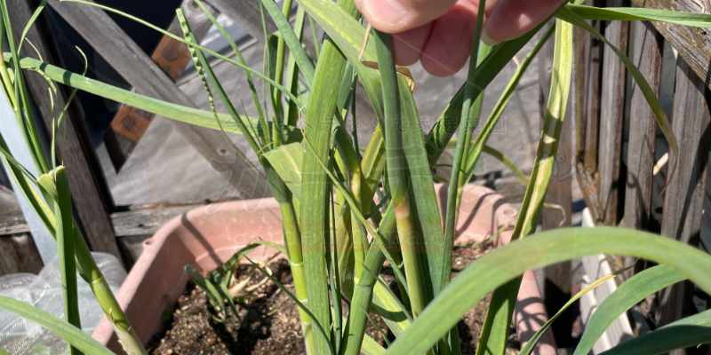 ニンニクの芽を指でつまんで上に引き抜こうとしているところ
