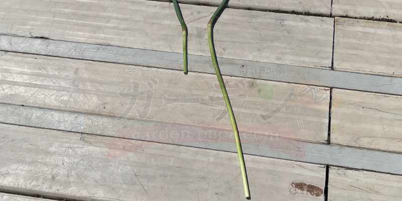 綺麗に抜けたにんにくの芽と途中で折れたものとの比較写真