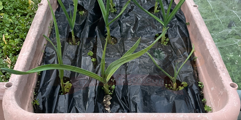 ニンニクの冬越し管理|プランター栽培の記録 にんにく栽培12月初旬の様子