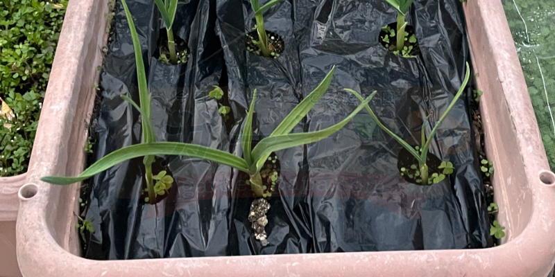 ニンニクの冬越し管理|プランター栽培の記録 ニンニク栽培12月中旬の様子