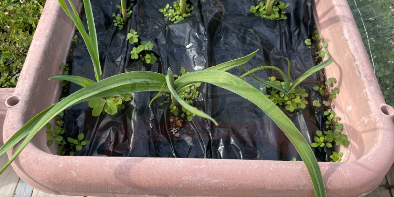 ニンニクの冬越し管理|プランター栽培の記録 ニンニク栽培1月1日の様子