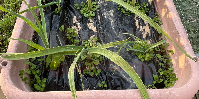 ニンニクの冬越し管理|プランター栽培の記録 ニンニク栽培1月中旬の様子。