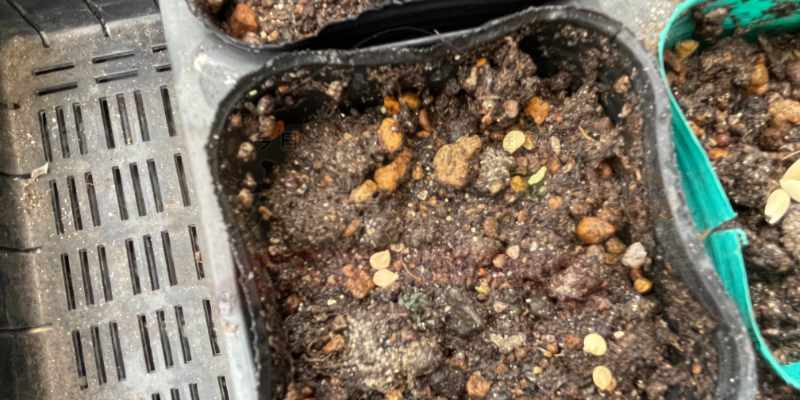 ピーマンの種をポットにまいたときの様子