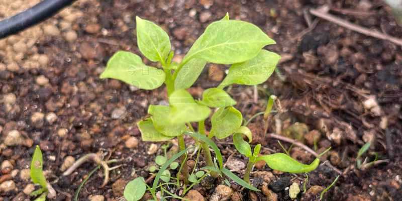 成長初期の頃のピーマンの苗