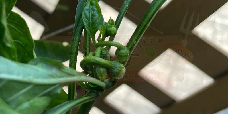 脇芽からたくさんの花蕾ができている様子