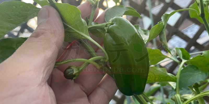 ピーマンの実が大きくなってきたところ