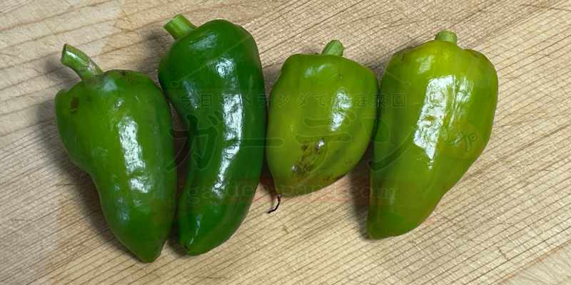 収穫した４つのピーマンがまな板の上に並んでいる様子