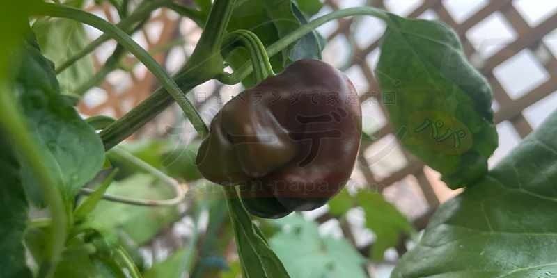 実があまり大きくならなかったピーマン