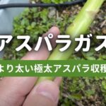 極太アスパラガスの収穫記録