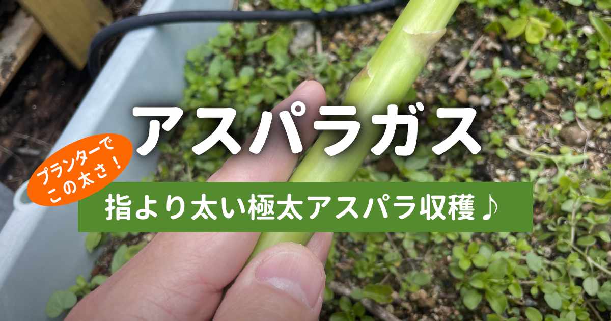 極太アスパラガスの収穫記録