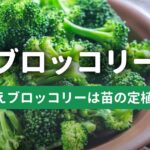 【初挑戦】春植えブロッコリーのプランター栽培日記