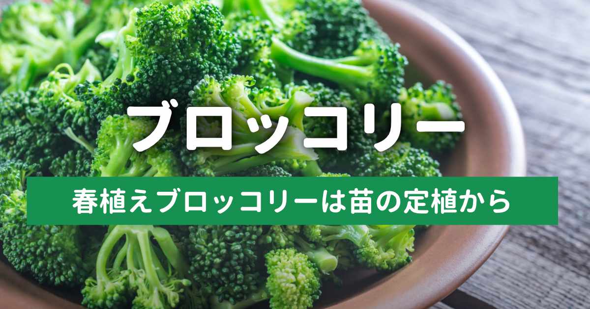 【初挑戦】春植えブロッコリーのプランター栽培日記