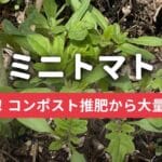 ド根性ミニトマトニンニクの横から大量発生