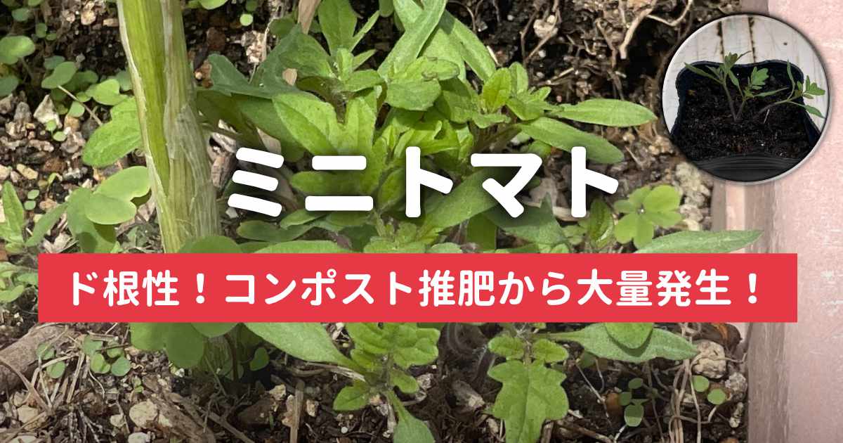 ド根性ミニトマトニンニクの横から大量発生