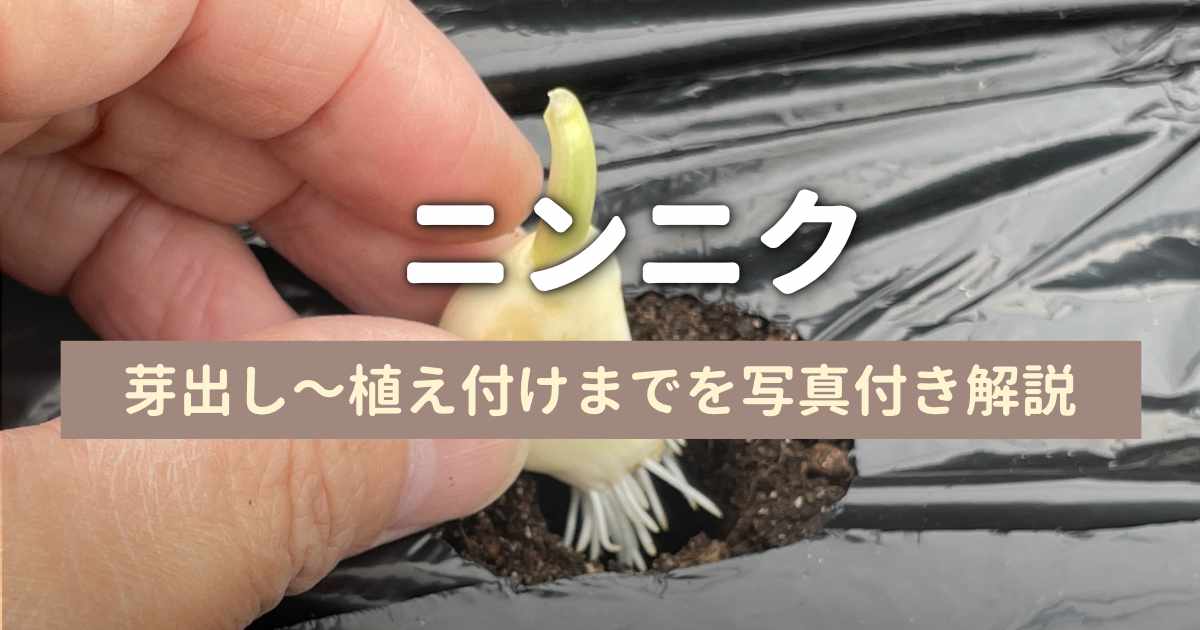 ニンニクをプランターに植え付け｜芽出しから植え付けまでを写真付きで解説