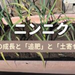 ニンニクの春の成長と追肥｜プランター栽培日記