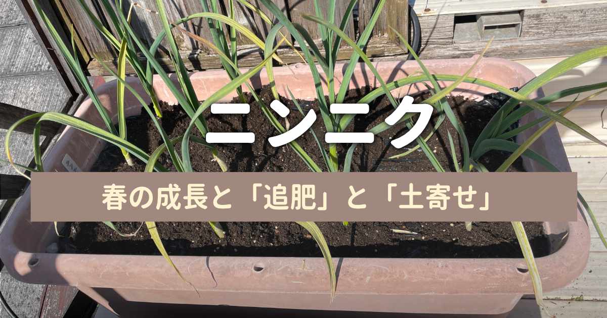 ニンニクの春の成長と追肥｜プランター栽培日記