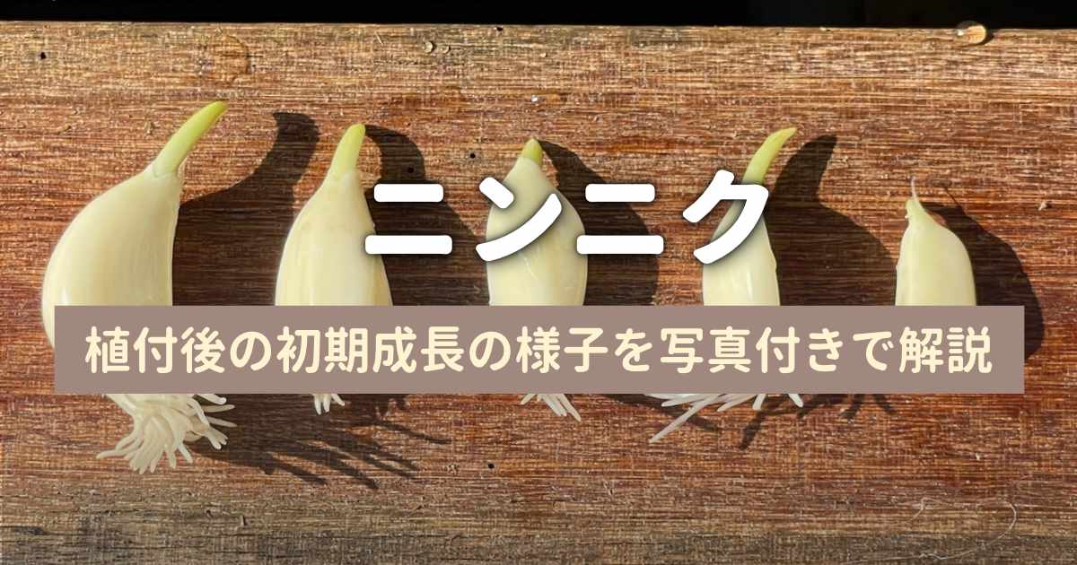 ニンニクの発芽からプランター栽培の初期成長記録