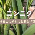 ニンニクの芽かきと収穫