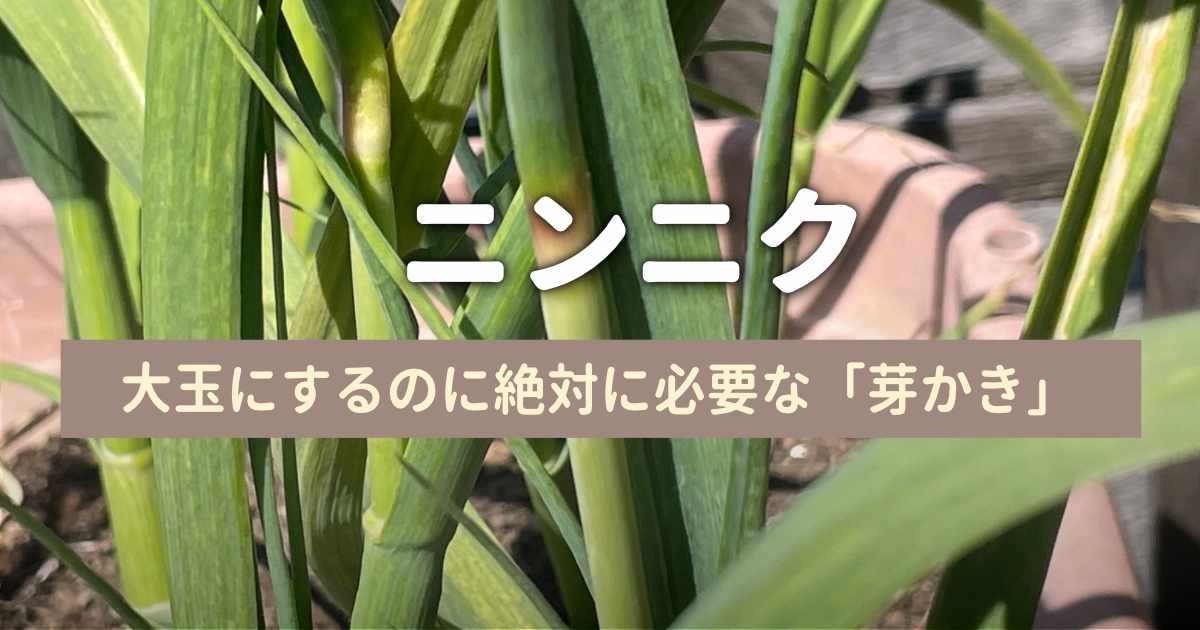 ニンニクの芽かきと収穫
