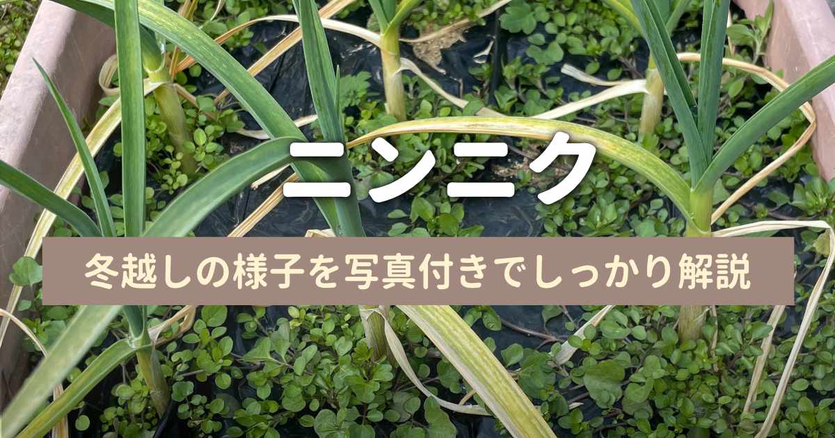 ニンニクのプランター栽培｜冬越し管理編
