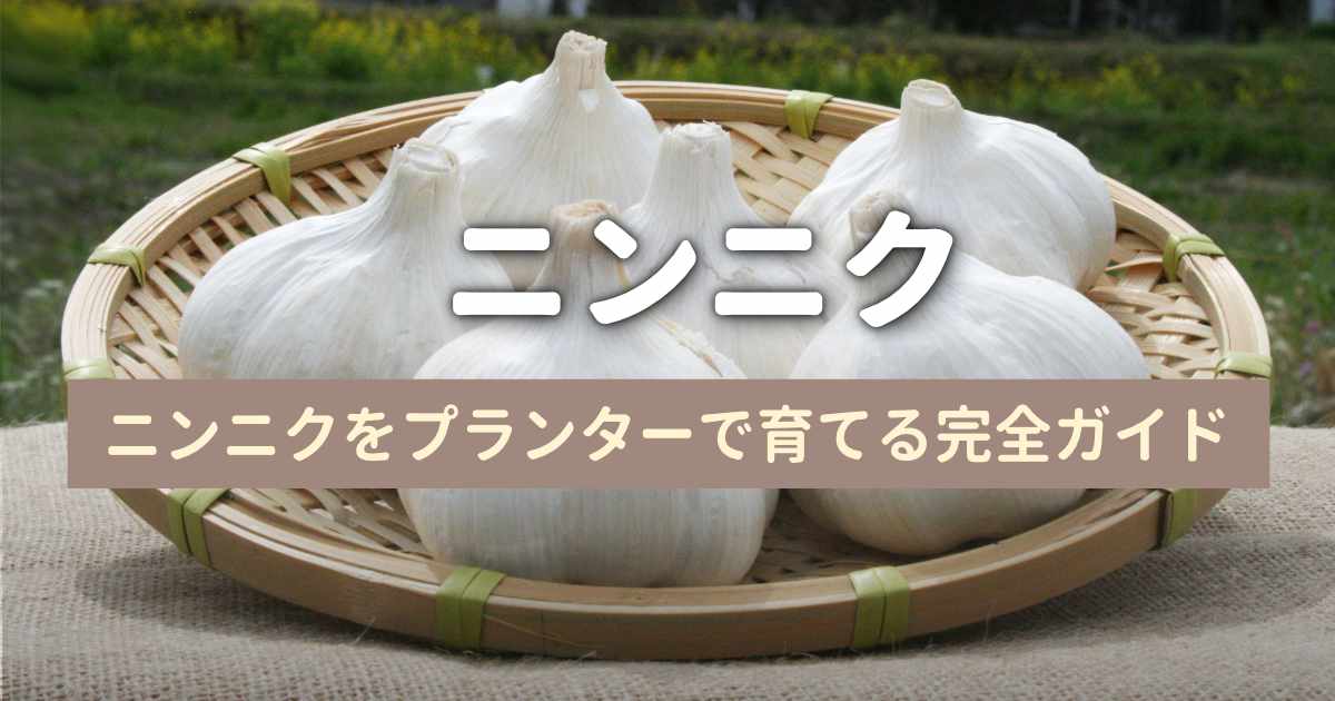 ニンニクをプランターで育てる完全ガイド