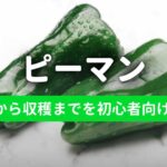 ピーマンのプランター栽培日記