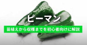 ピーマンのプランター栽培日記