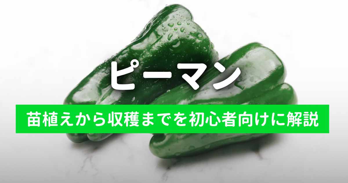 ピーマンのプランター栽培日記