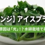 アイスプラントのリベンジ栽培。水耕栽培編