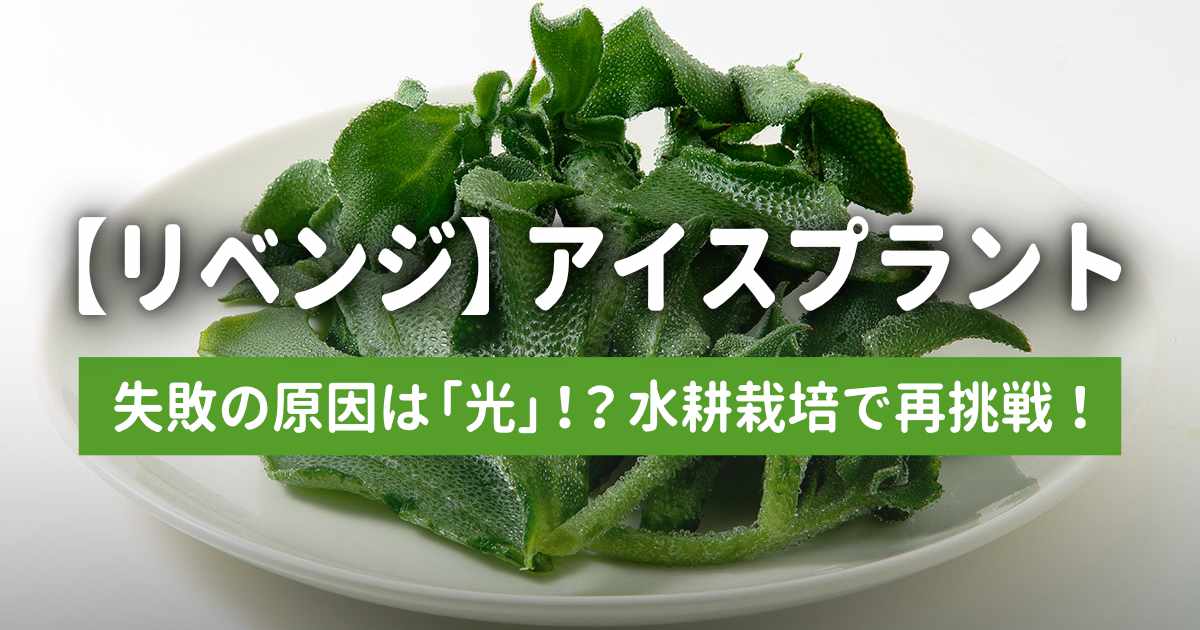 アイスプラントのリベンジ栽培。水耕栽培編