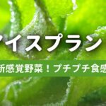 アイスプラント-新感覚のプチプチ食感