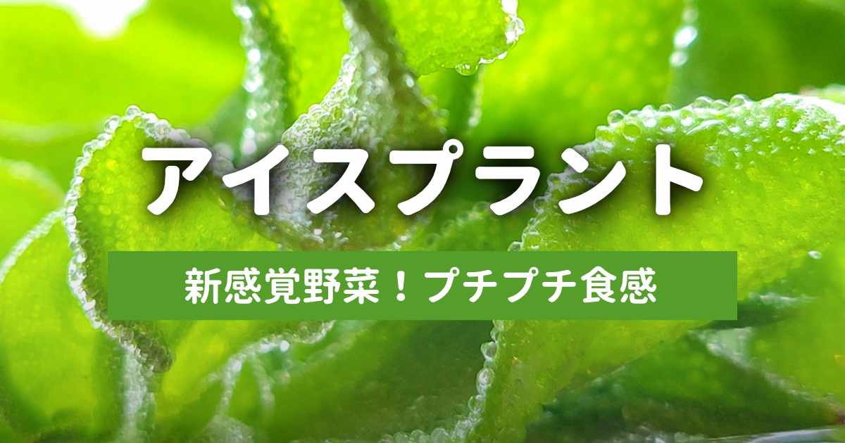 アイスプラント-新感覚のプチプチ食感