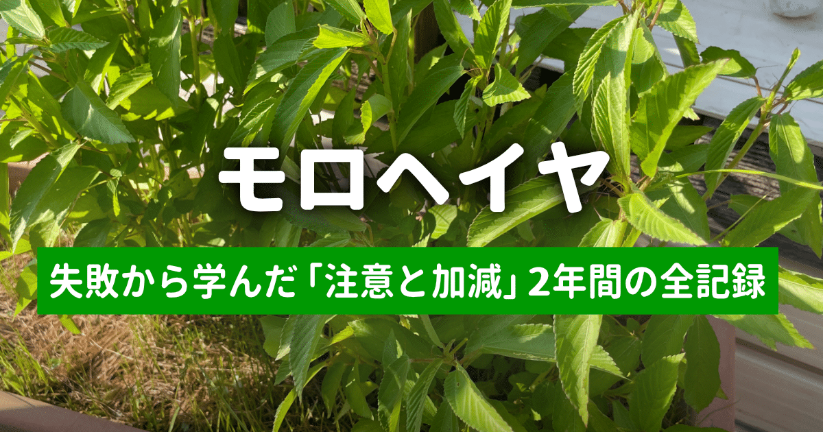 失敗から学んだ「植えすぎ注意」と「摘心の加減」
