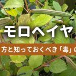 モロヘイヤの種の取り方