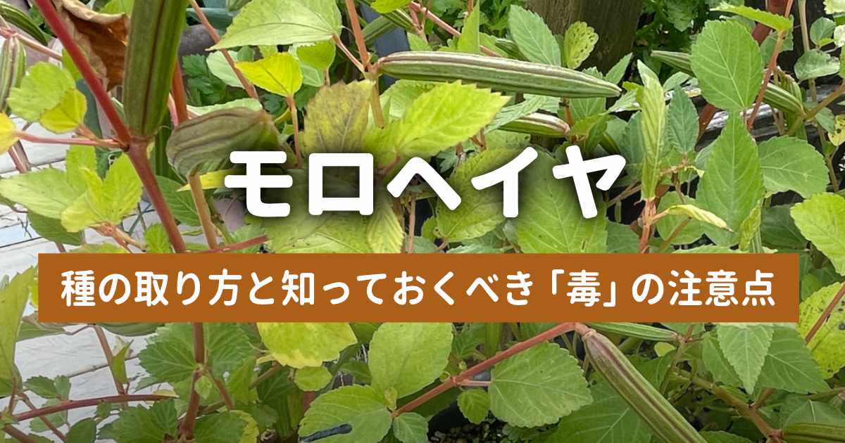 モロヘイヤの種の取り方