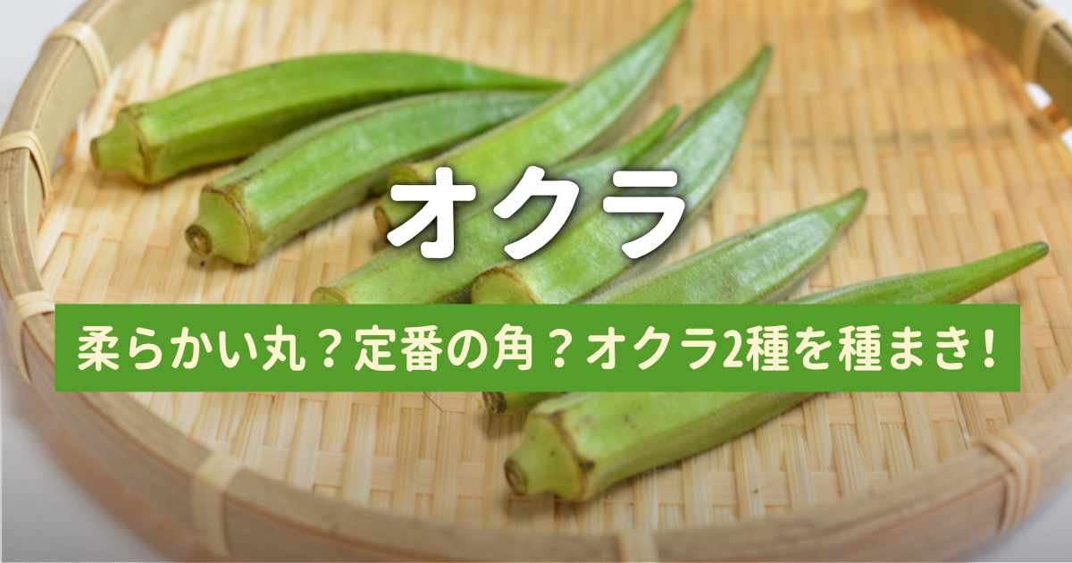 ２種類のオクラをプランターで栽培