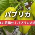 目指せ！赤・黄パプリカ大収穫