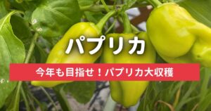 目指せ！赤・黄パプリカ大収穫