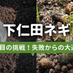 【3年目の正直】下仁田ネギ栽培日記｜種まき〜発芽編