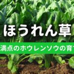 ほうれん草の育てかた