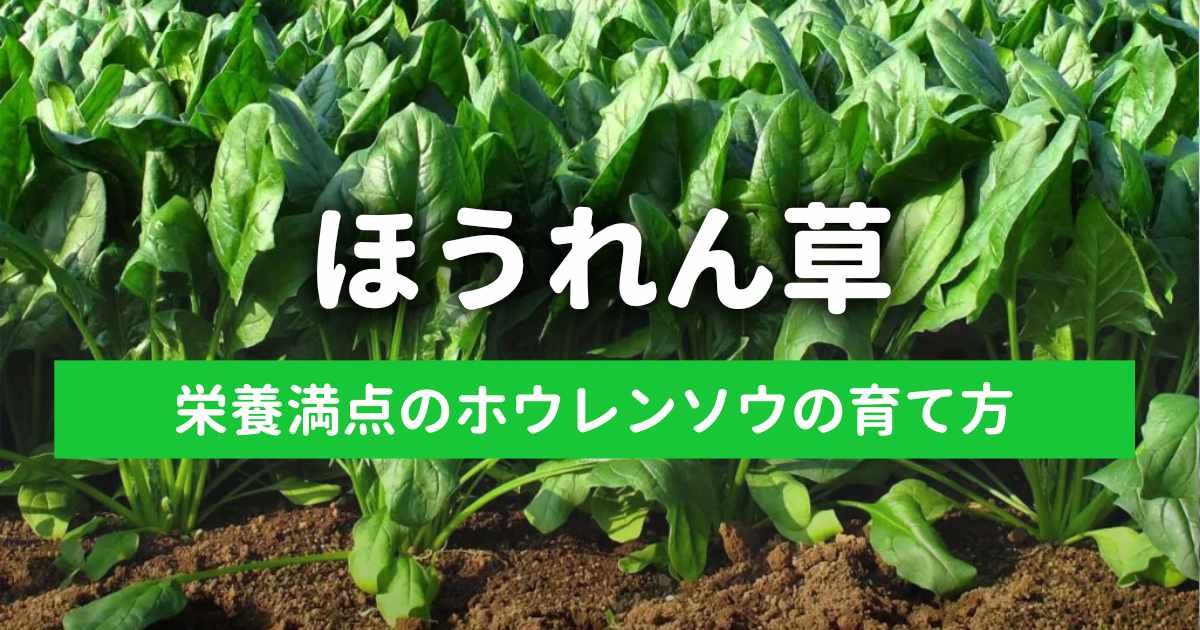 ほうれん草の育てかた