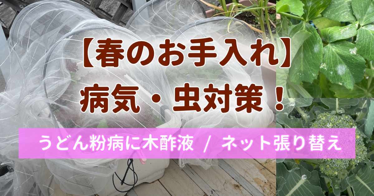春のお手入れや病気、害虫対策