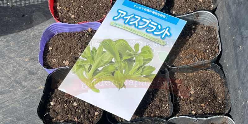 アイスプラントの種